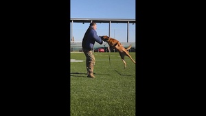 Reel: K9 holistic health is doggone delightful [social media 9:16]