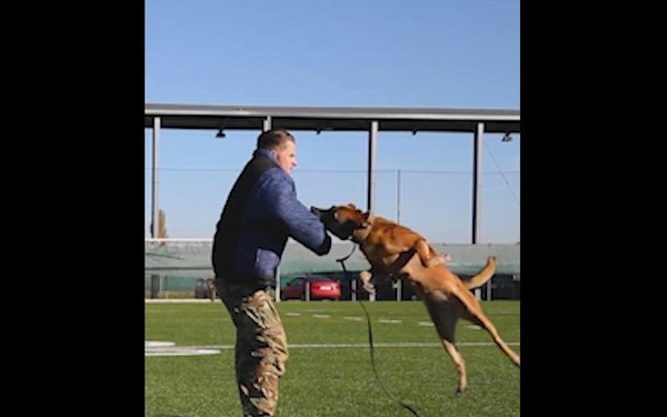 Reel: K9 holistic health is doggone delightful [social media 9:16]