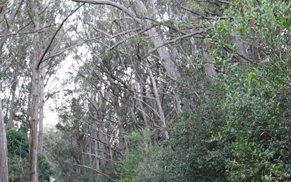 Indo-Pacific Best Redleg Competition 2026 - DIVARTY Family 5K