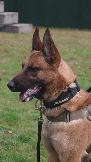 18th Military Police Brigade Military Working Dog Training