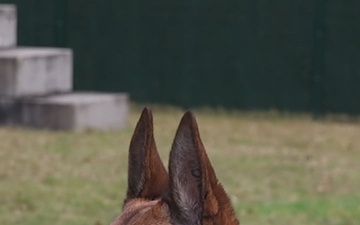 18th Military Police Brigade Military Working Dog Training