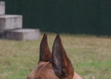 18th Military Police Brigade Military Working Dog Training