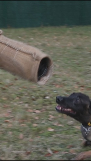18th Military Police Military Working Dogs in Action