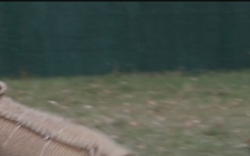 18th Military Police Military Working Dogs in Action