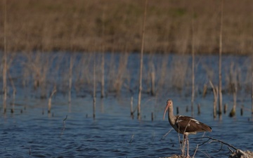 Picayune Strand Restoration Project 2026
