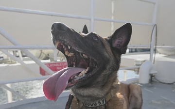U.S. Coast Guard K-9 Units train on USS Potomac