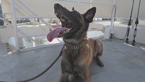 U.S. Coast Guard K-9 Units train on USS Potomac