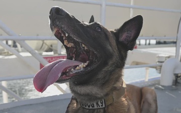 U.S. Coast Guard K-9 Units train on USS Potomac