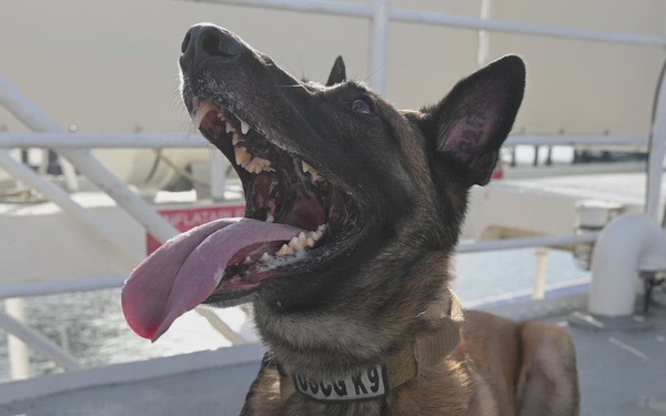 U.S. Coast Guard K-9 Units train on USS Potomac