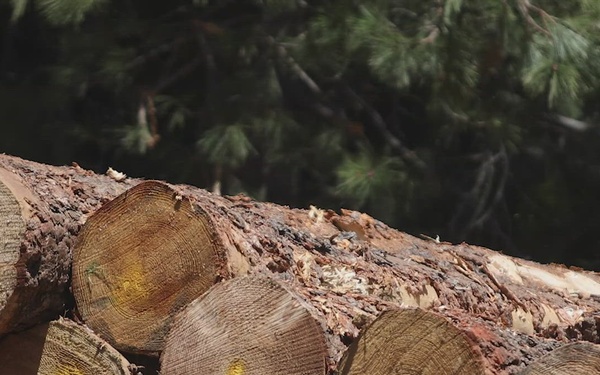 Timber Harvest and Chipping
