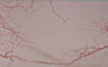 Northern Strike 26-1 Vertical Reel Highlights