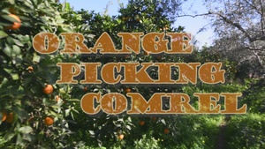 260210-SDB-OrangePicking