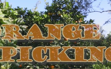 260210-SDB-OrangePicking