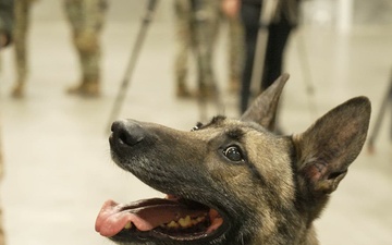 Military Working Dog Flex Retires