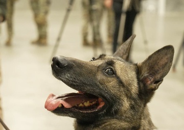 Military Working Dog Flex Retires
