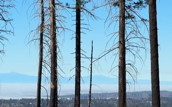 Post-wildfire restoration in the 2018 Camp Fire area on the Plumas National Forest