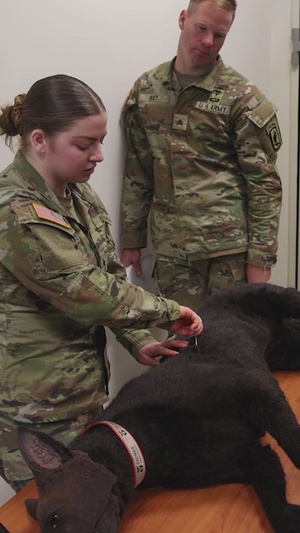 Veterinary Readiness Activity prepares medics for canine casualties [Social Media 9:16]