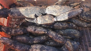 Lotus Root Farm Visit, Yamaguchi, Japan 2026 (B-Roll)