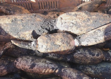 Lotus Root Farm Visit, Yamaguchi, Japan 2026 (B-Roll)