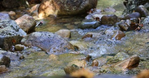 Stream along Champney Falls Trail in White Mountain National Forest