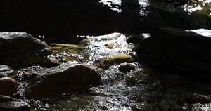 Stream along Champney Falls Trail in White Mountain National Forest