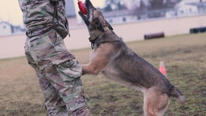 MWD Socialization Training