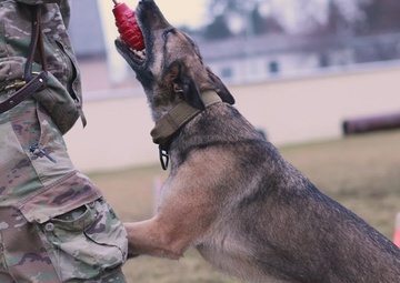 MWD Socialization Training