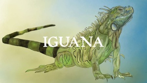 Invasive Species Week Iguana