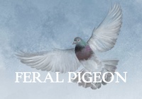 Invasive Feral Pigeon