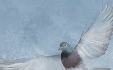 Invasive Feral Pigeon