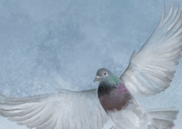 Invasive Feral Pigeon