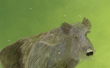Invasive Species: Feral Pig