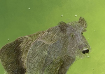 Invasive Species: Feral Pig