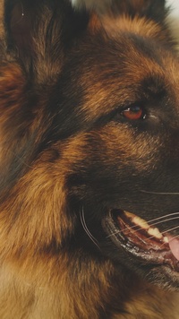 K9 Veterans Day (Reel)