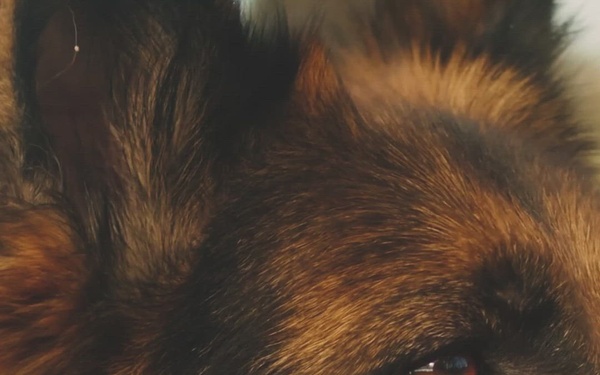 K9 Veterans Day (Reel)