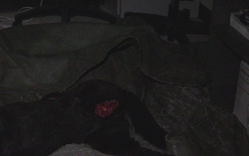 Joint Forces Train with Robotic Dogs to Enhance Military Canine Care B-roll