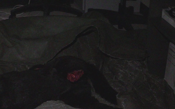 Joint Forces Train with Robotic Dogs to Enhance Military Canine Care B-roll