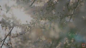 Spring Blooms at Arlington National Cemetery