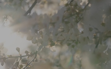 Spring Blooms at Arlington National Cemetery