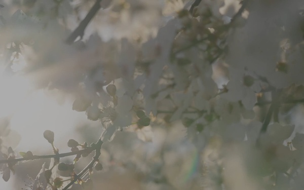 Spring Blooms at Arlington National Cemetery