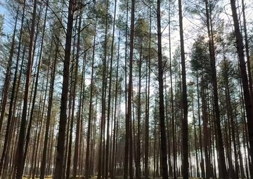 1st Battalion, 12th Cavalry Regiment Conducts Spur Ride at Pabradė Training Area