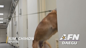 US ROK K9 JOINT TRAINING