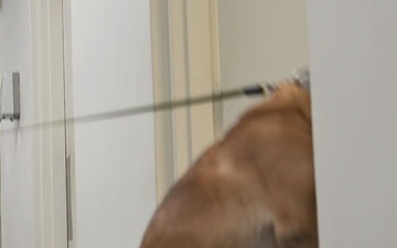 US ROK K9 JOINT TRAINING