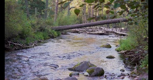 Riparian Habitat, Gold Creek, Lolo National Forest, Montana
