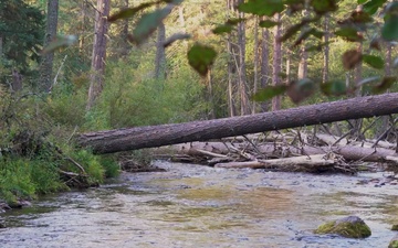 Riparian Habitat, Gold Creek, Lolo National Forest, Montana