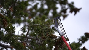 Whitebark Pine Research, Medicine Bow National Forest, Wyoming
