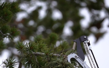 Whitebark Pine Research, Medicine Bow National Forest, Wyoming