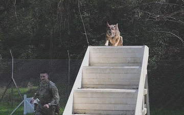 525th MP Company MWD Certification clean copy