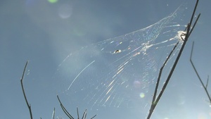 B-Roll: U.S. Marines with 1st MARDIV host annual squad competition