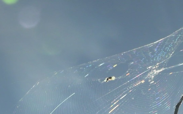 B-Roll: U.S. Marines with 1st MARDIV host annual squad competition